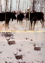
Moose seek shelter from storms in timbered areas. Deer like to browse on the south sides of hills.
